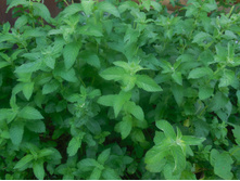 ���� ��������.