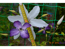 ��� ���������