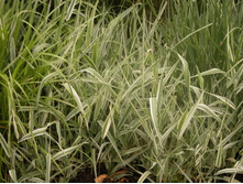 �������� �������������.70