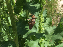 ����� �������� )