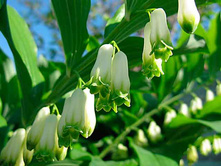 ������ 70