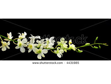 Stock-photo-white-orchid-spray-with-black-background-horizontal-crop-4431985.jpg