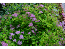 ���� 2015 254.JPG