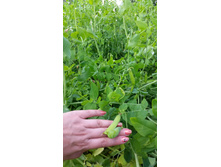 ���� ��������� ���� - ����