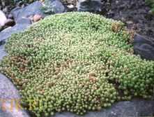 ������ ���������.70