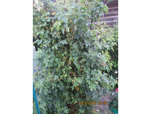 ��������...