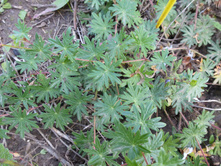 P1040098.JPG ������ �������������� 35�