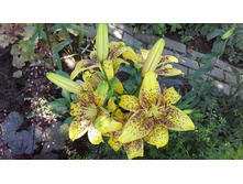 20150704 123455.jpg