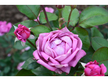 Deutche Welle (Topalovic)