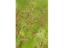 �������� ������ 0,2��������� ������ ��� 00068469 229,50���..jpg