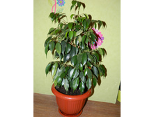 ����� ���������� �������