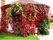 ������� �������� 100