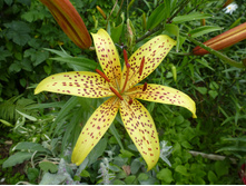 P1040045.JPG �����(��������� �� �����)