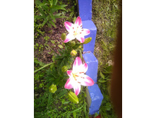 IMG 20150702 115127.jpg