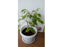 ����� ���������� �������