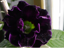 ��������� Mister Violet  ���� (���)