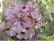 P1040124.JPG ������� ���������.