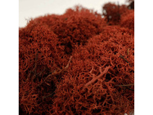 ��� ������������ 50 �, ���� �������, ���. 5485405 260�.jpg