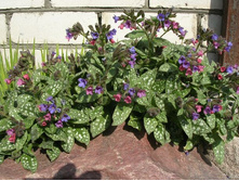 �������� ������������� 110