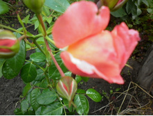 ��������� ���� "�����"