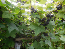 ������ ���������.