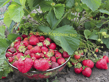 ��������� ������ 50���..jpg