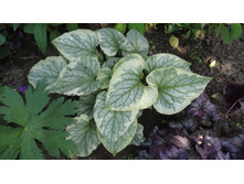 ������� ������� �����  DSC02543.JPG