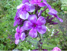 P1040131.JPG ����� ������