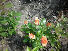 �� "��������"