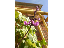 ������� �������� ������