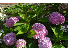 ����������� ����.JPG