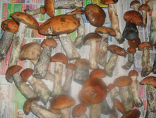 SDC13059.JPG