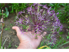 ���� 2015 282.JPG