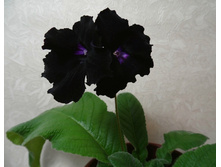 ��-������ �����