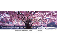 Stock-photo-cherry-tree-and-fountain-scenic-panorama-112121144.jpg