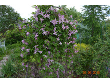 �������� ����