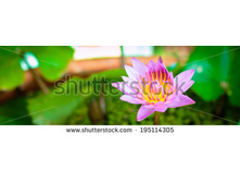 Stock-photo-lotus-flower-on-the-water-195114305.jpg