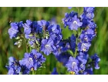 ������ ������� 80