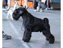 11737939 862279763864132 8573811665404091129 n.jpg