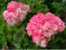 DSCN2838.JPG