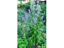 ������ �������