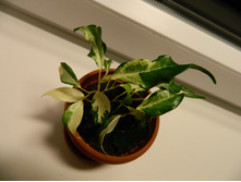 ����� (�������)