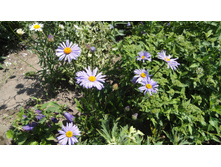 ����� ����������