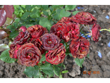 ��� ��������� �� ����� ��� ��� ���������