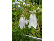 P1040061.JPG ����������� �������� ����� 30������������ ��������(��������� �����������)