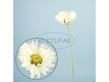 ��001402 ������� �������� ����� 75 �� (24 ��.� ���.)(Mbox 360 ��.) 157.60�.jpeg