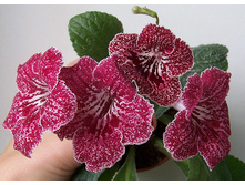 ��-���������