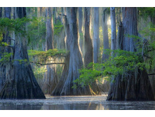 ��������, ����� ����