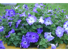 ������� �������� F1 ������� ��������