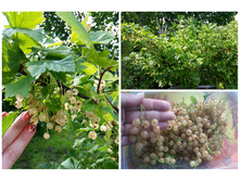 ��������� �����, ���� "���" ������